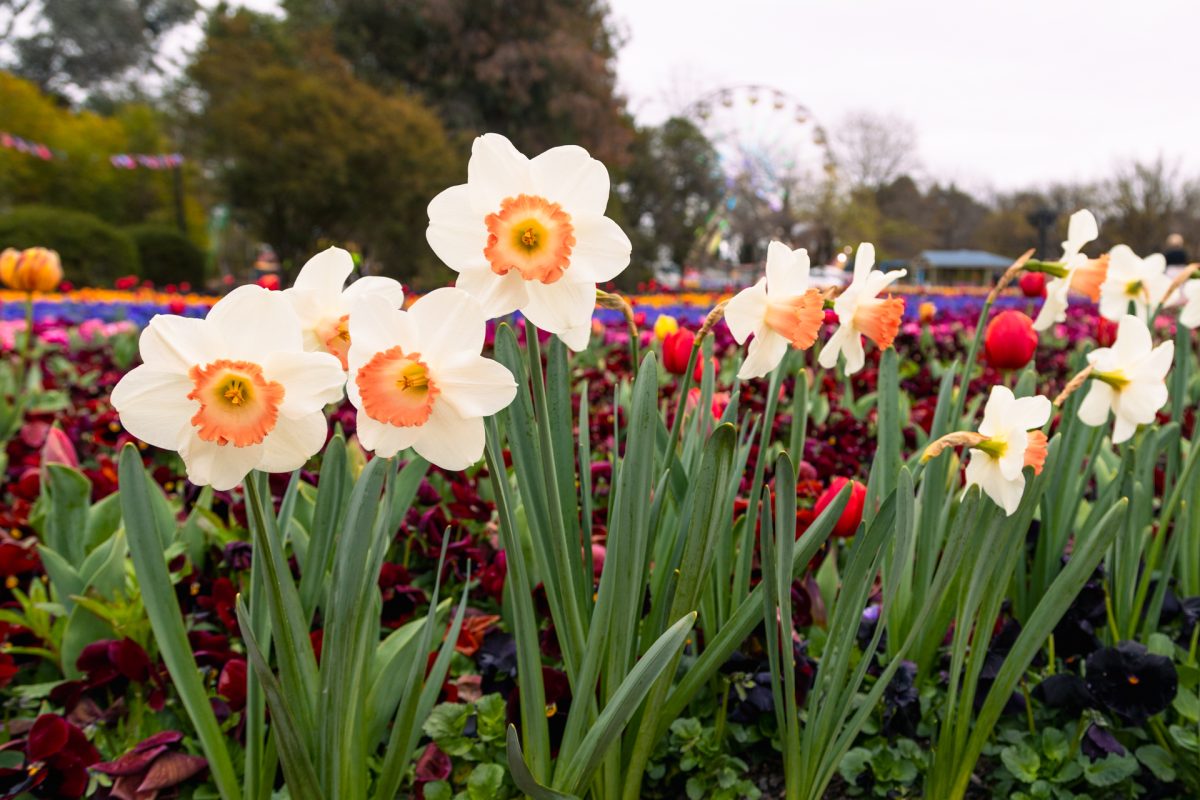 Spring flowers