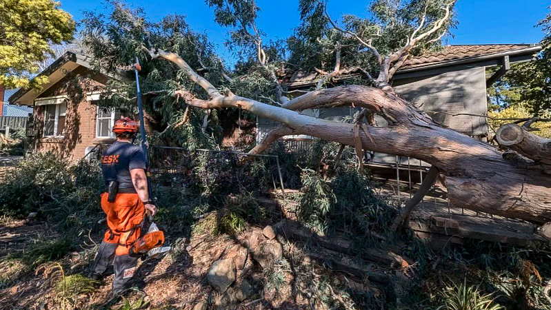 huge tree brought down by wind