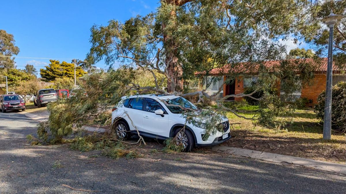 tree on a car