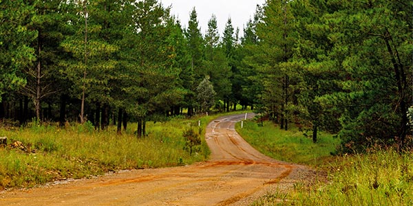 Kowen Forest. Photo: ACT Government. 