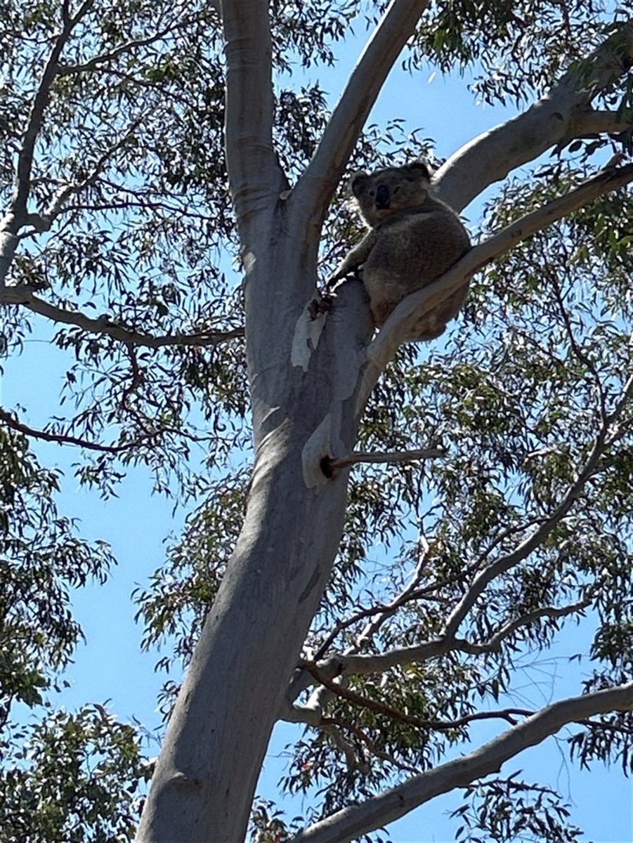 Koala sitting in gum tree