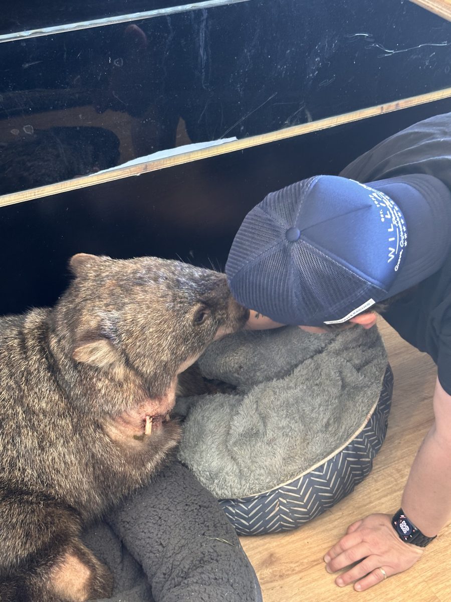 Woman in cap gets up close with wombat