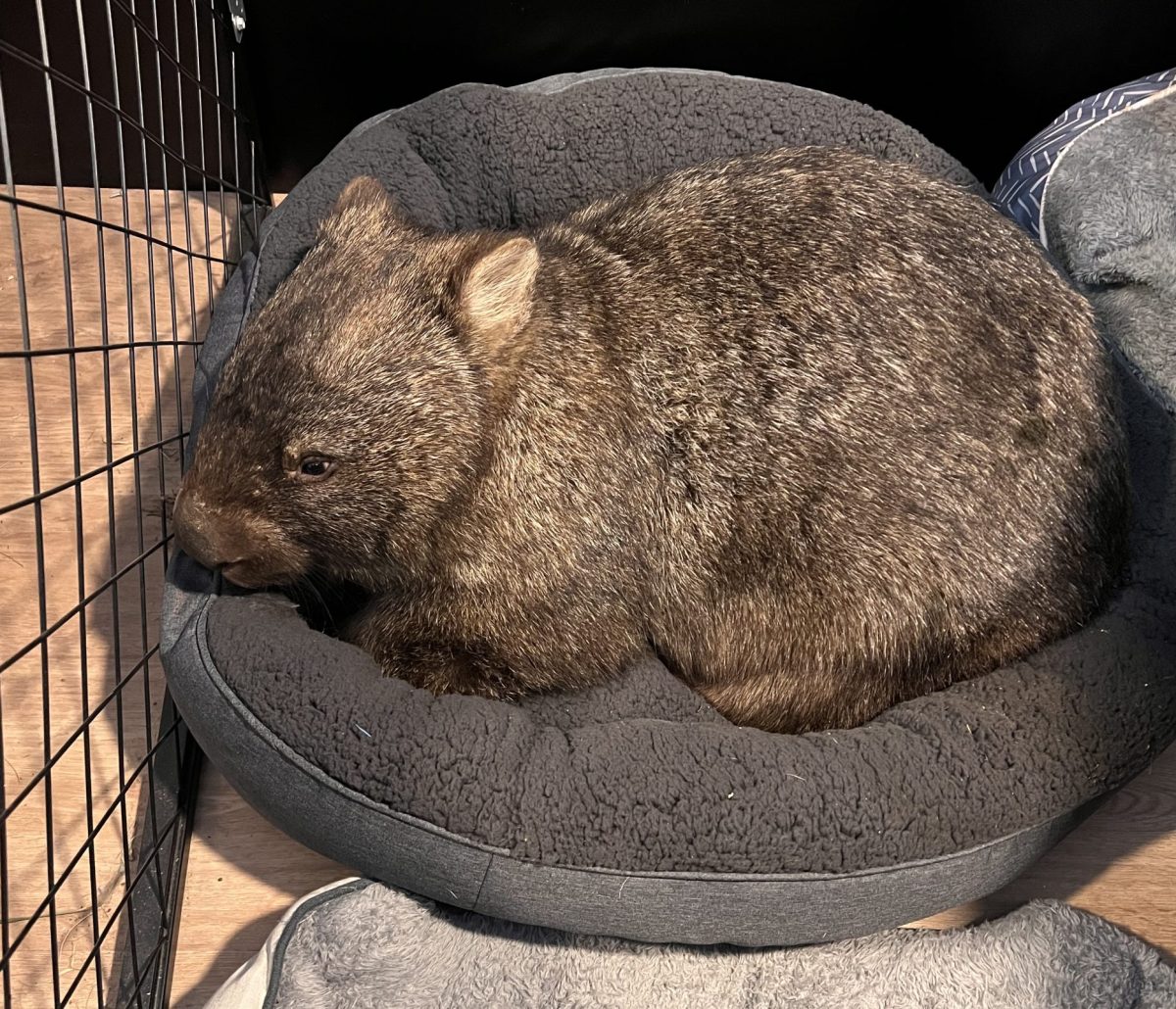 Wombat sleeping in dog bed