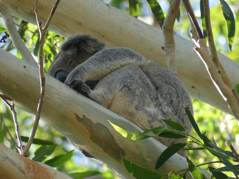 koala asleep