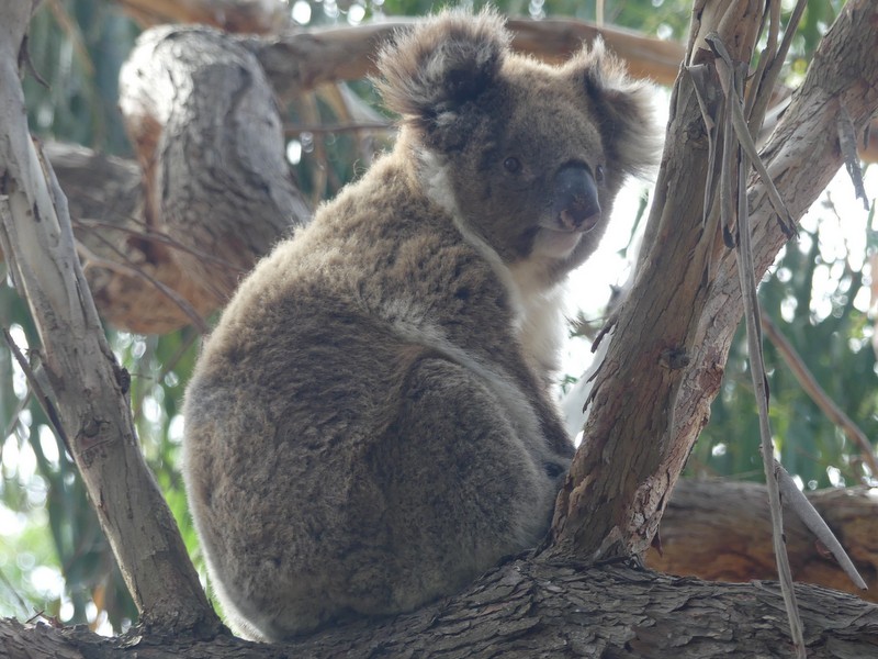 koala in a tree