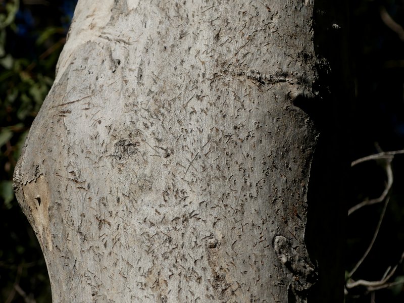 Koalas' powerful sharp claws leave distinctive cuts in the bark of the trees they've climbed