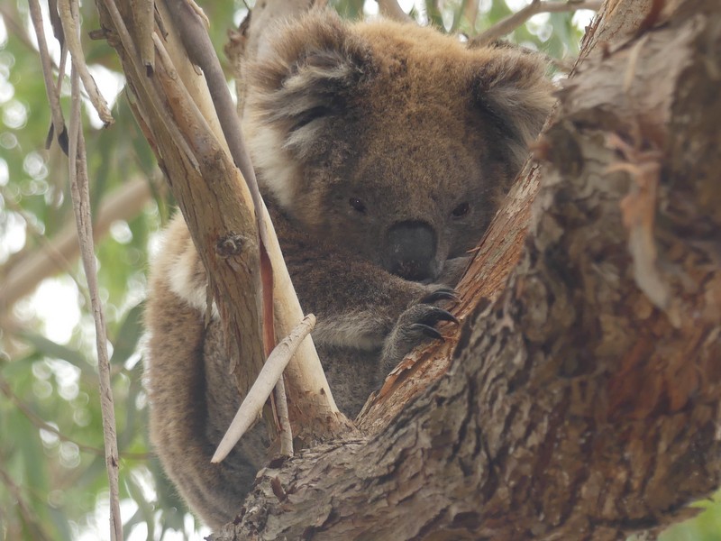 koala in a tree