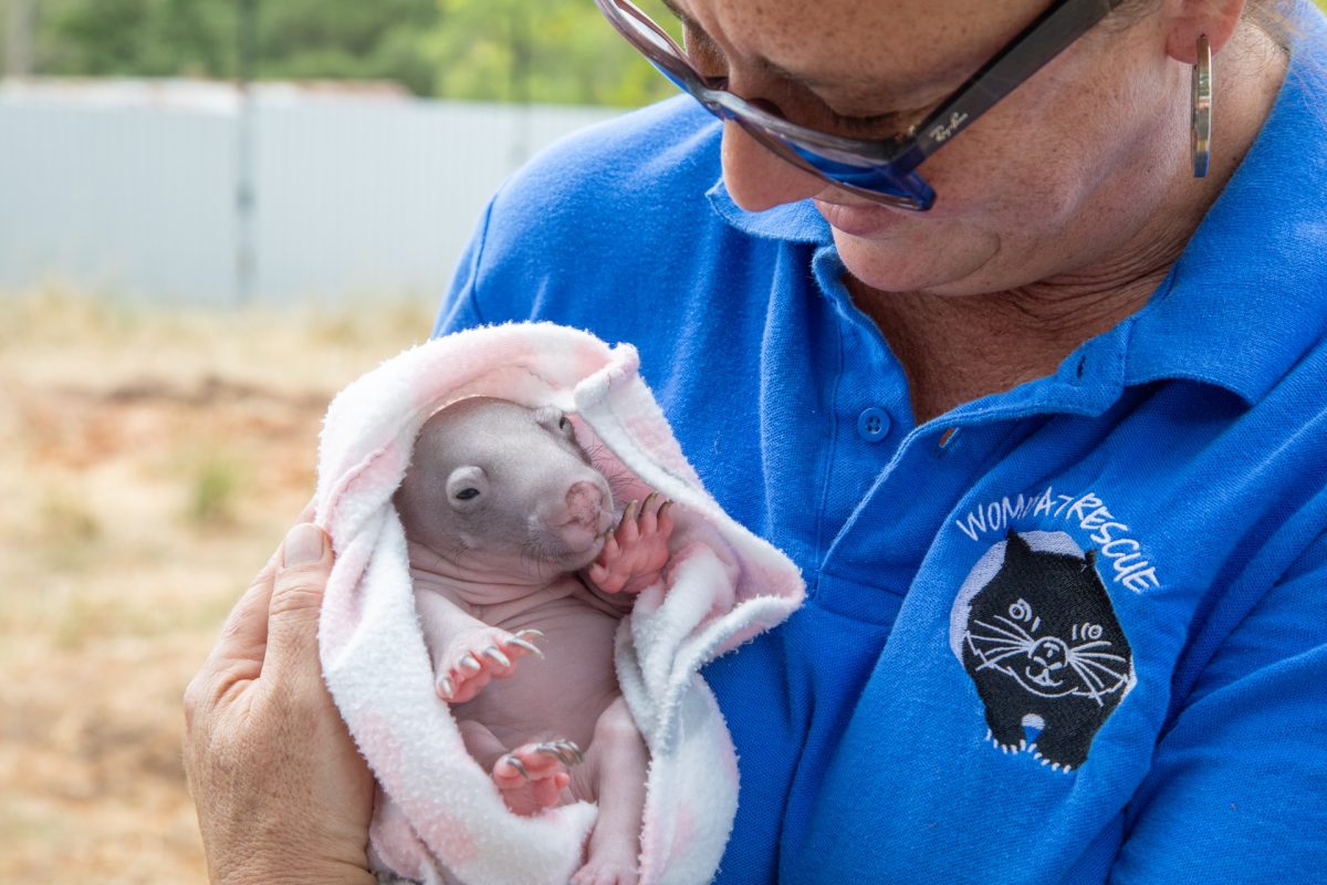 woman holding baby wombat