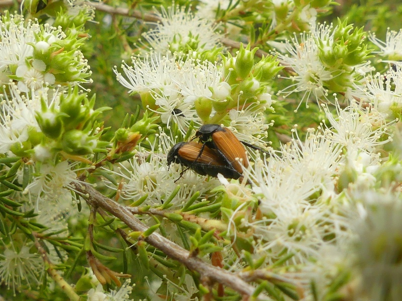 A pair of Nectar Scarab Beetles feeding on Kunzea flowers in our garden