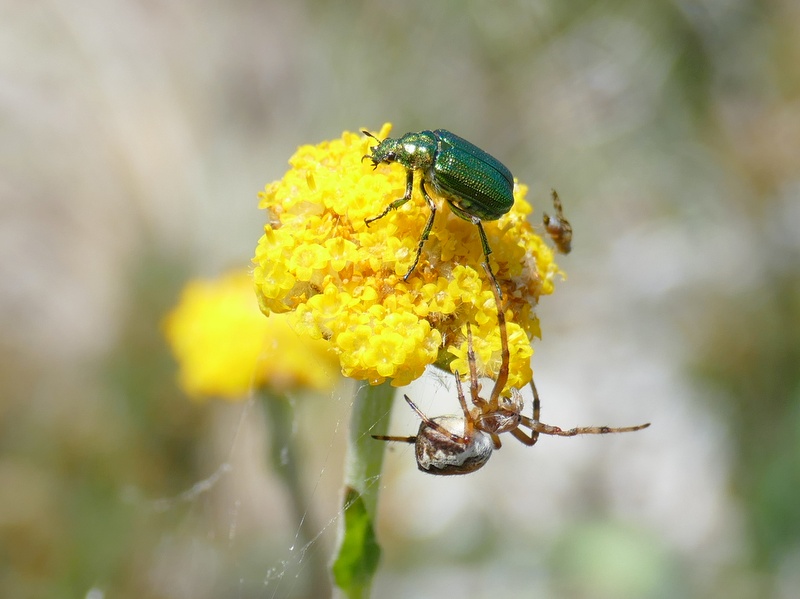 Green scarab beetle