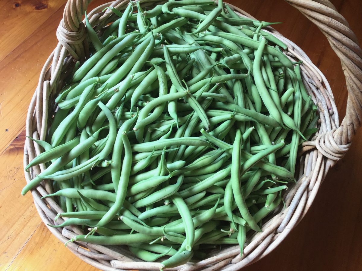 A basketful of beans