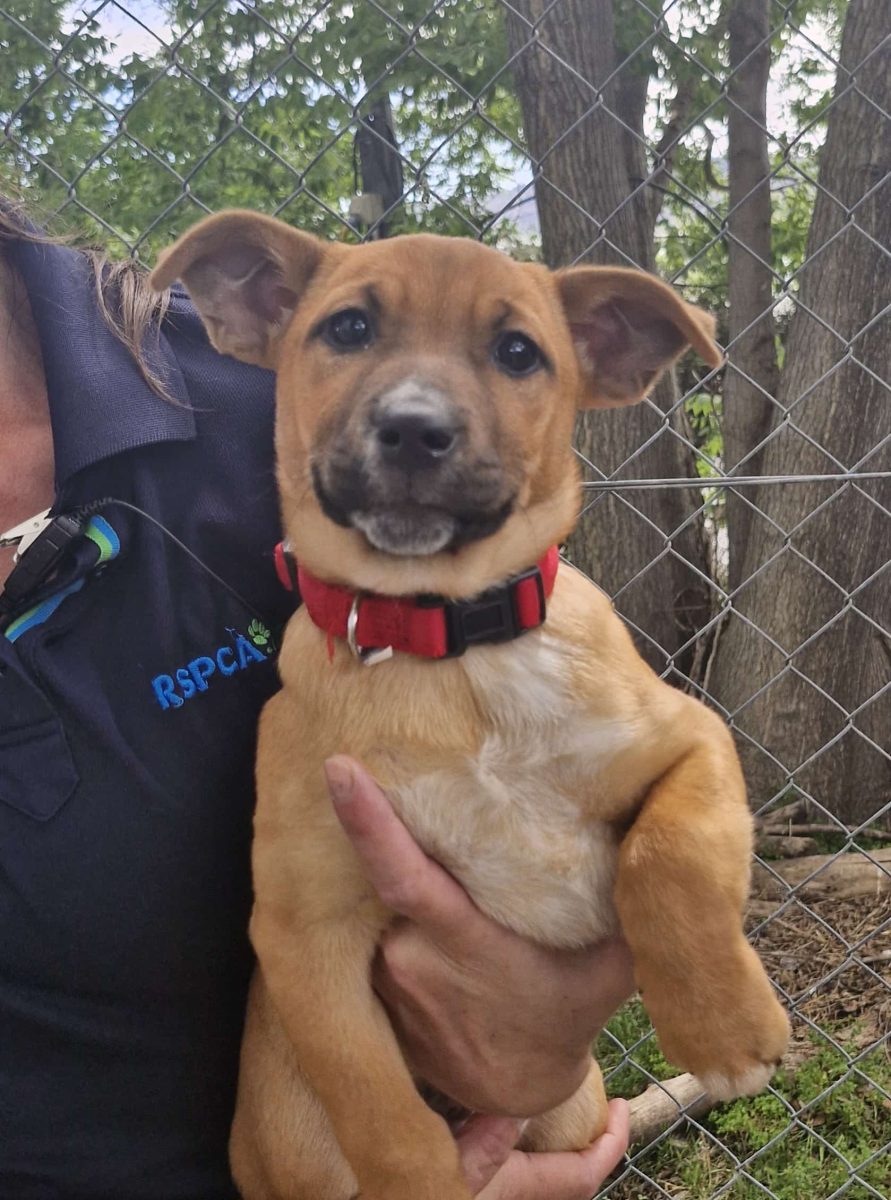 puppy being held