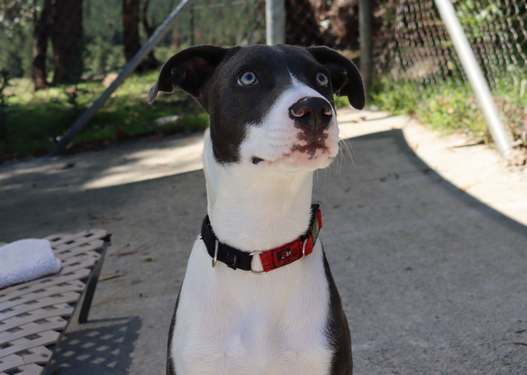 black and white dog