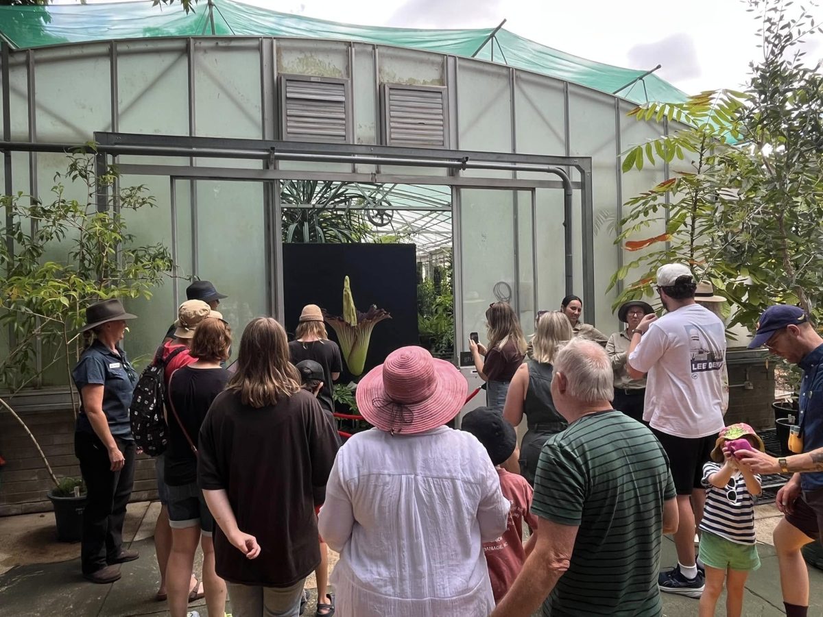 people viewing the Corpse Flower