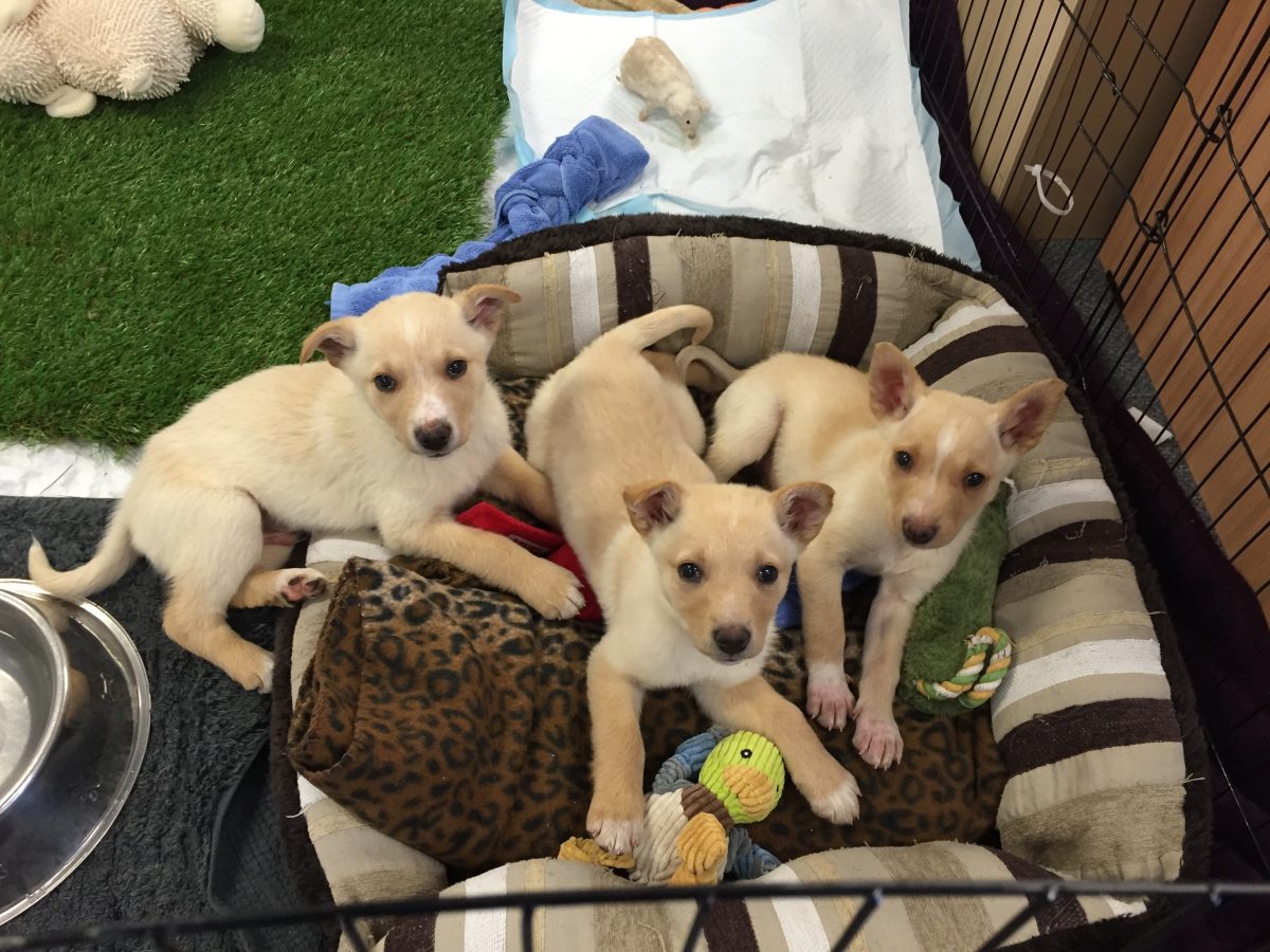 Three kelpie puppies lying on the same dog bed