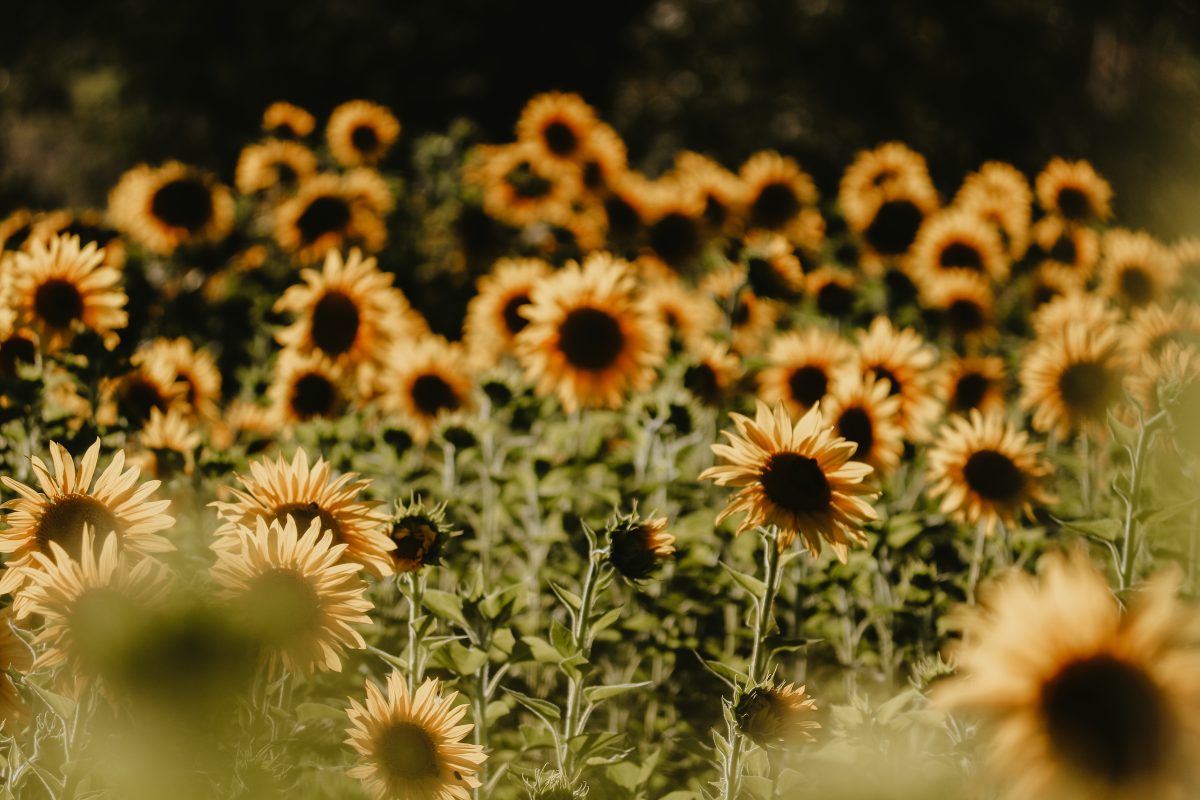 A field of sunflowers