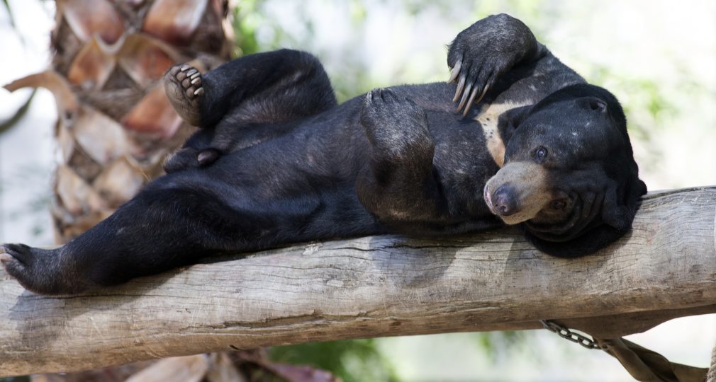 Sun bear