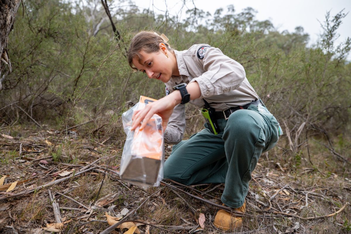 A ranger looking into a box-style trap outdoors