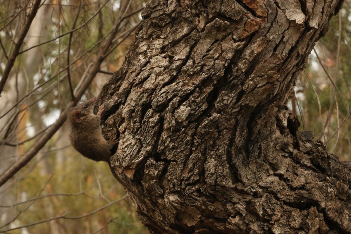 A Yellow-footed antechinus on the side of a tree