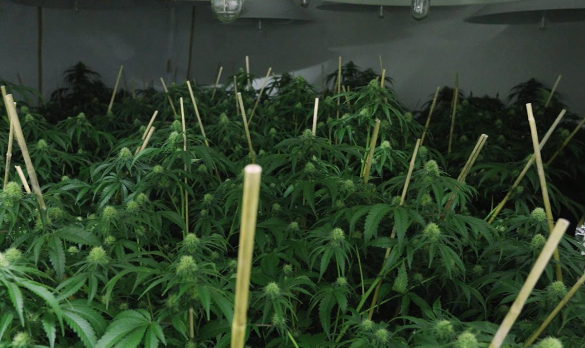 Cannabis plants