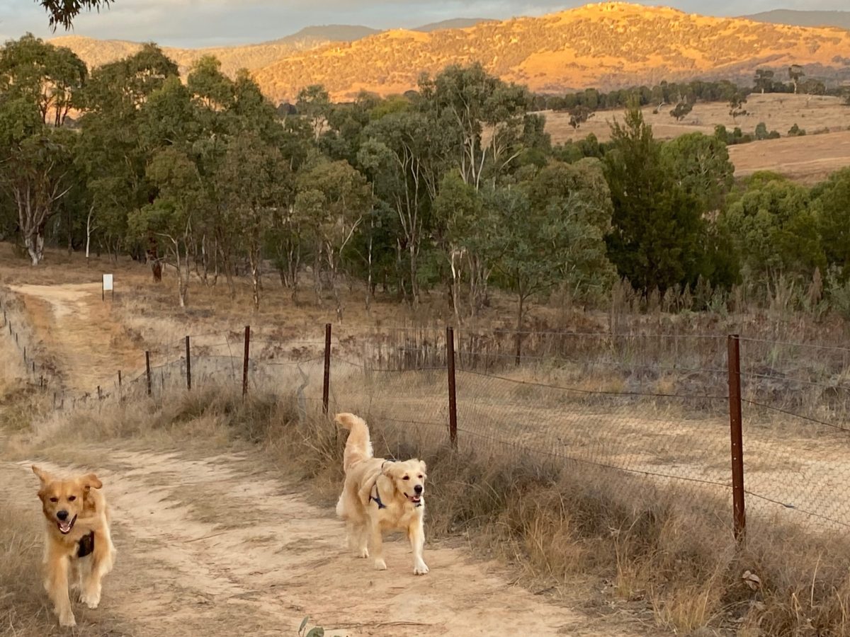Dog exercise area