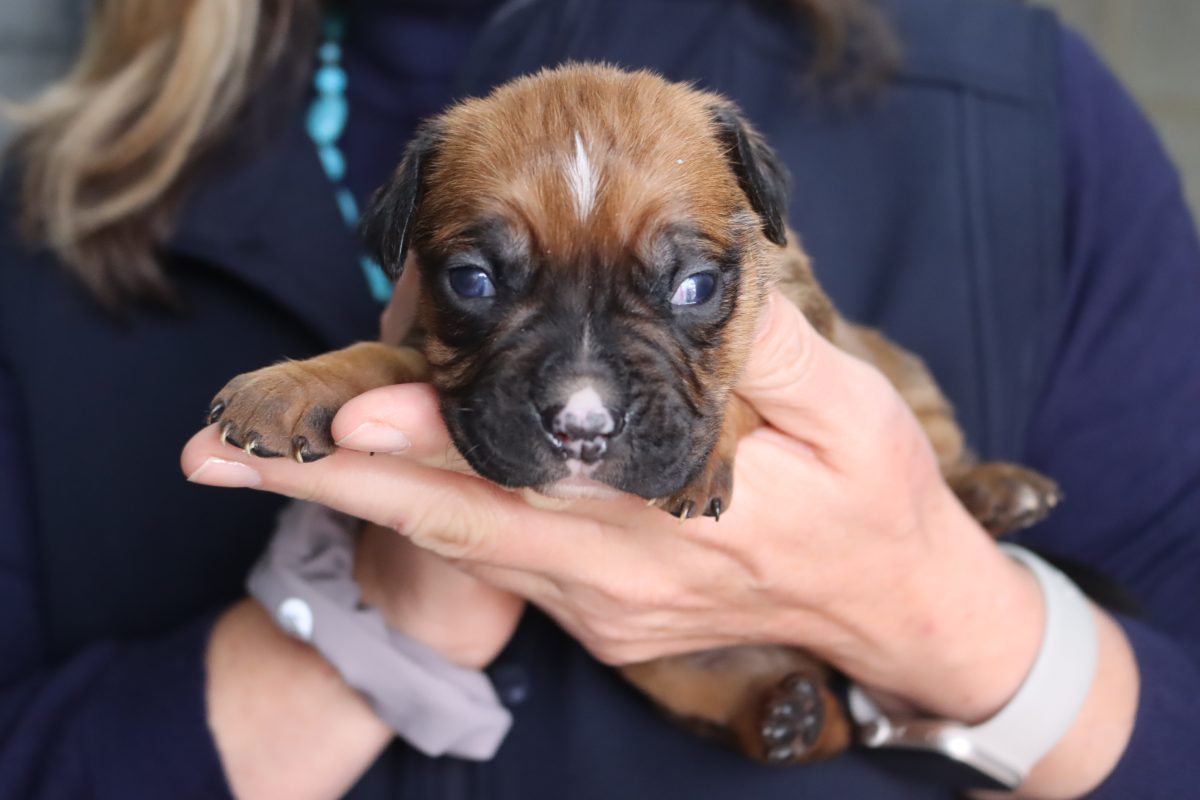 puppy for adoption