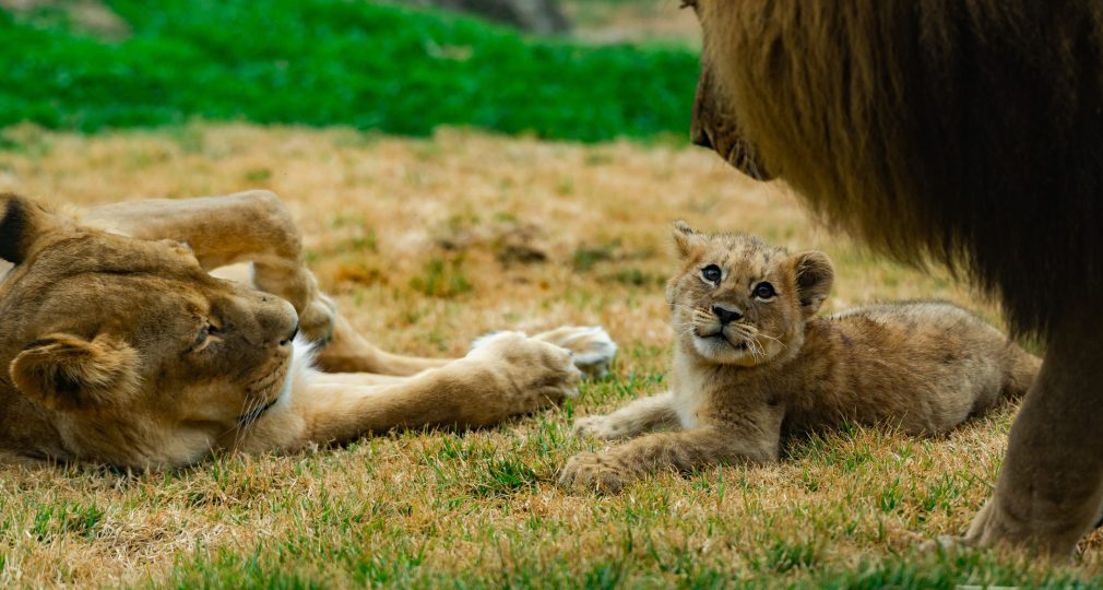 Lions