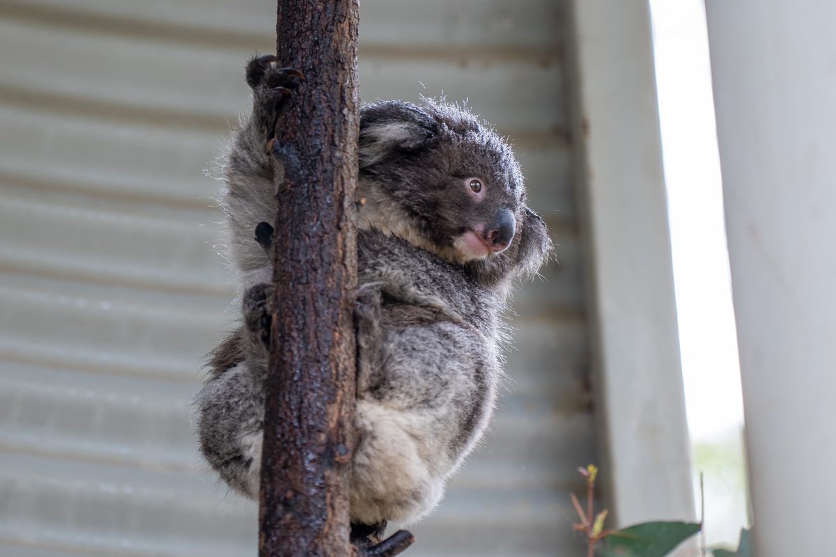 Koala