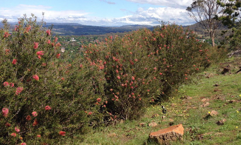 Wattle plantings, Red Hill