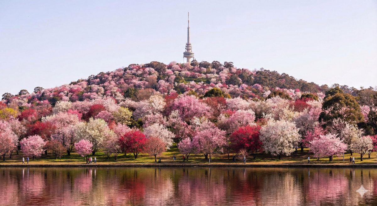 Black Mountain coloured as Pink Mountain by AI