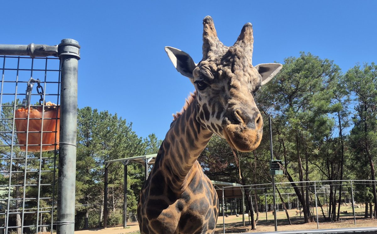 Shaba the giraffe with a frozen carrot block