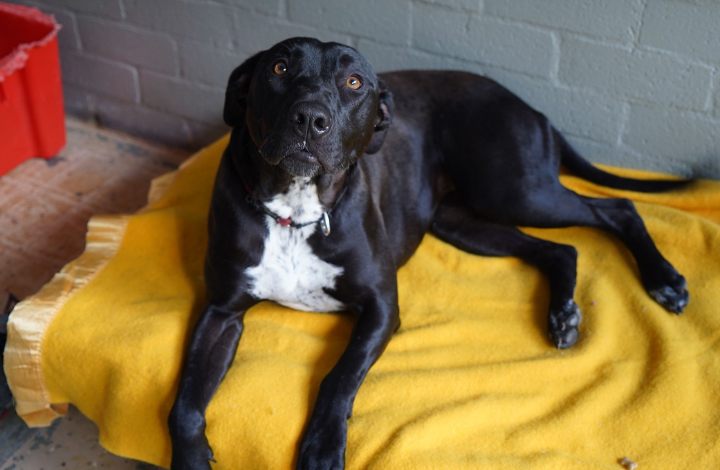 Black dog lying on a yellow blanket on a dog bed inside