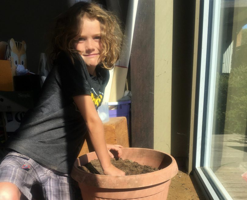 Young child River Parsons planting seeds in pot.