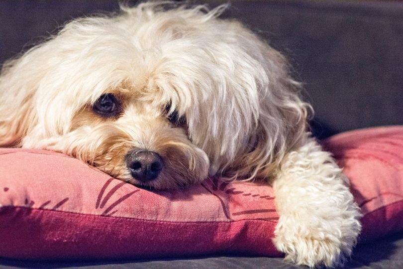 Cavoodle dog lying on cushion.
