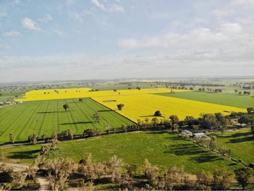 Aerial view of canola crops.