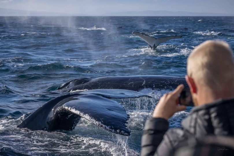 Man photographing pod of humpback whales in sea off NSW South Coast.