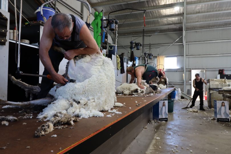 Men shearing sheep.