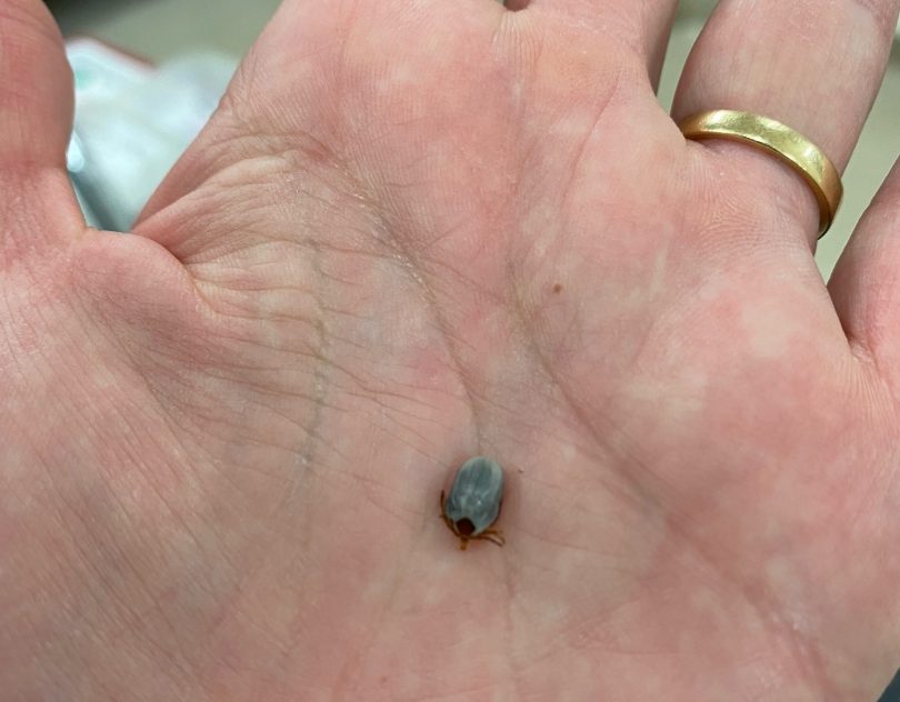 A paralysis tick