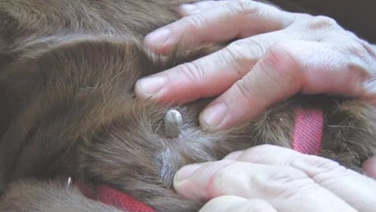 person removing a tick on a dog