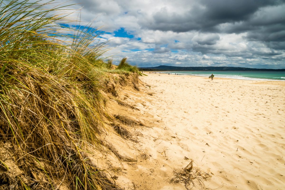 A sand dune with grass at a beach