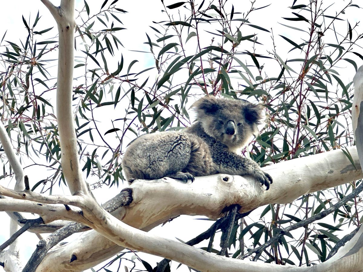 Koala in tree