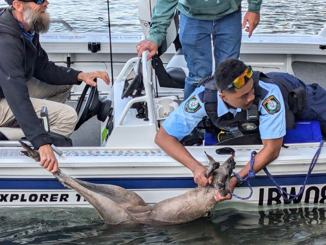 Police rescuing kangaroo