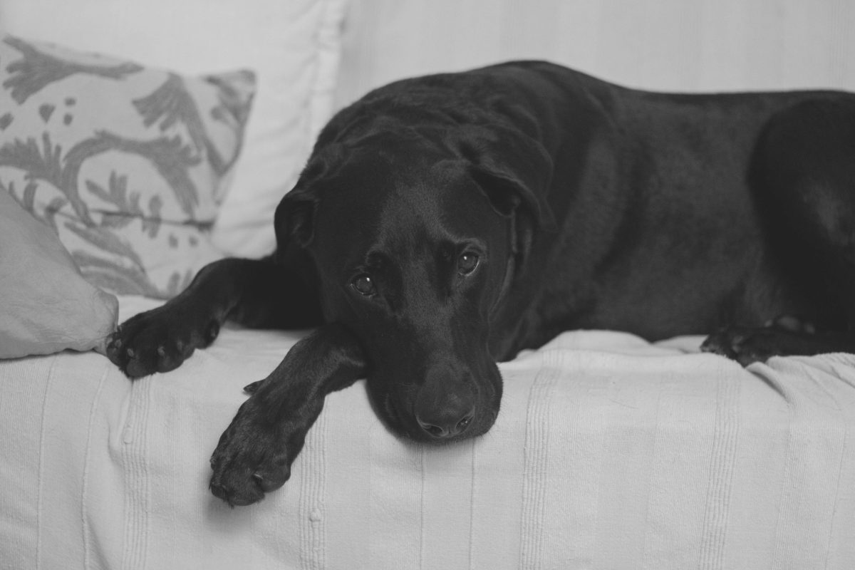 A black Labrador lying with its head on its paws