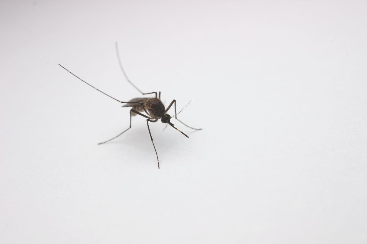 A close-up photo of a mosquito on a white background