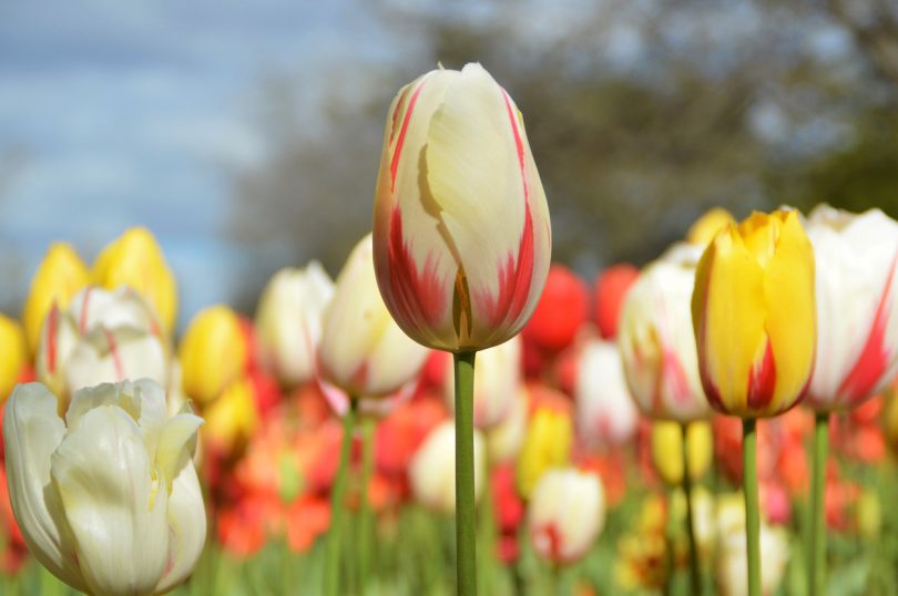 Floriade Reimagined is chance to spring across Canberra.