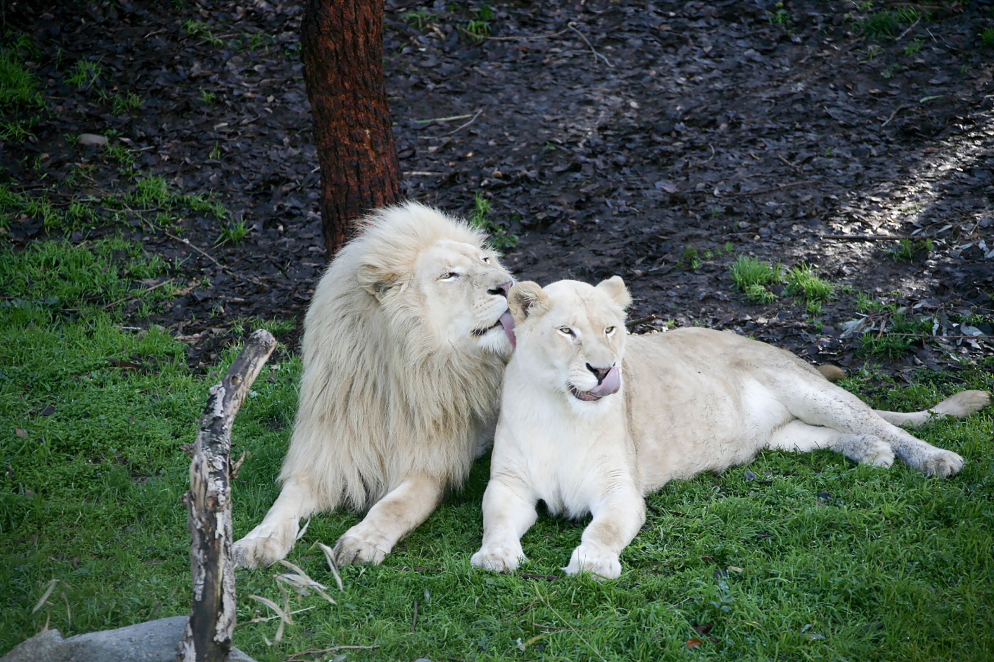 堪培拉的白狮兄妹13岁啦！澳大利亚国家动物园为这对世界罕见的白狮庆生