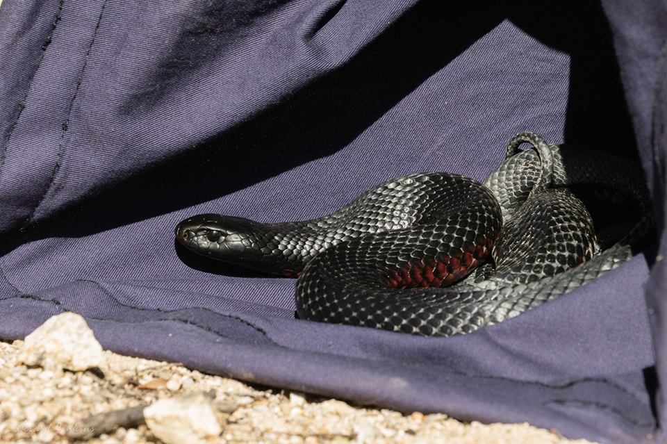 不受欢迎的新成员，一条红腹黑蛇进入足球队更衣室，堪培拉这个季节蛇类尤其活跃
