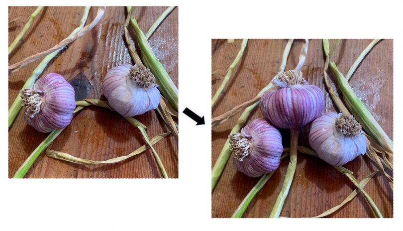 Knotting the garlic