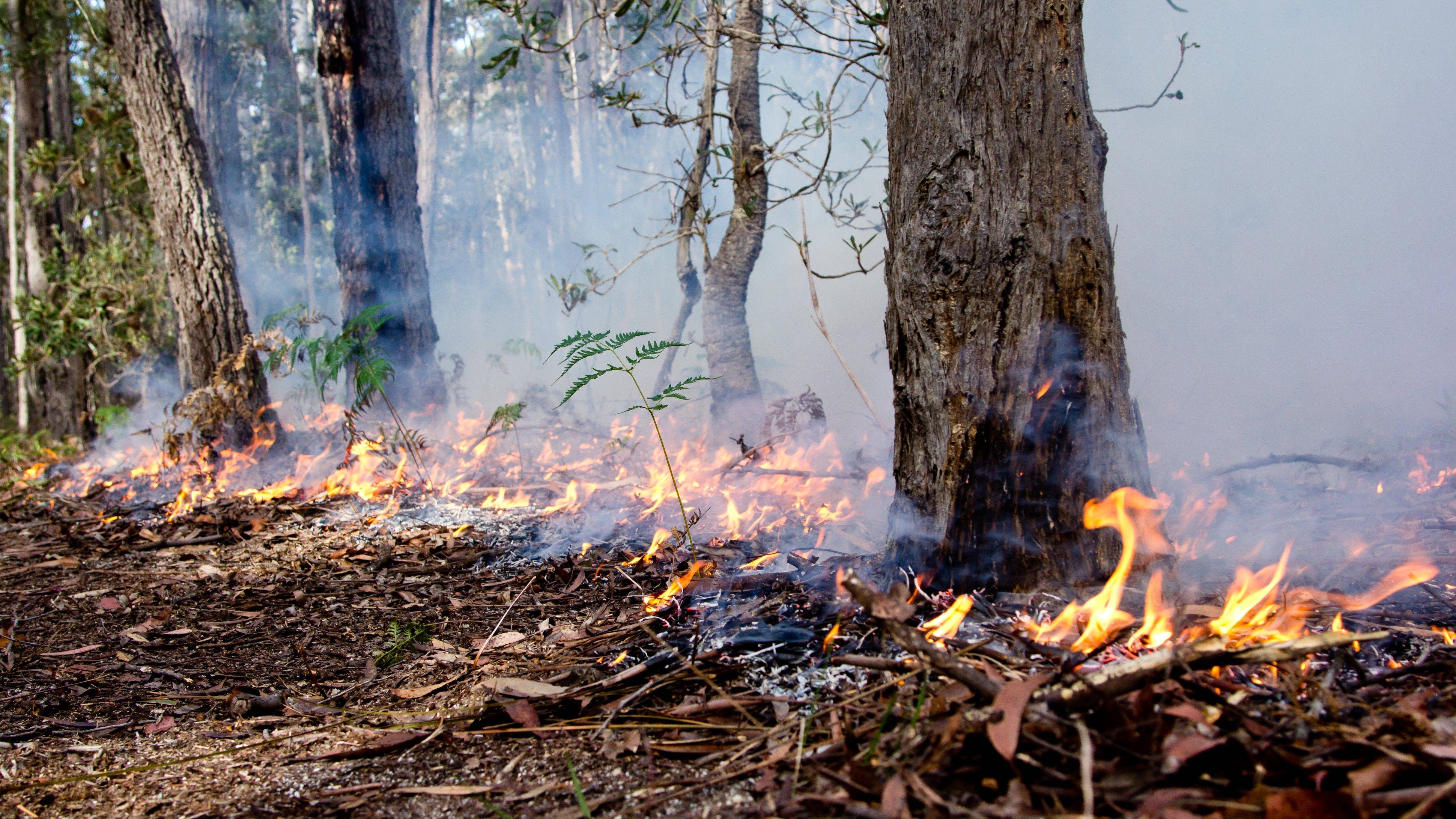 “以火防火” ——澳洲原住民的传统治火之道，他们的祖先如何拯救森林！