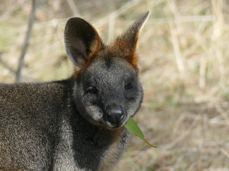 澳洲袋鼠冷知识：Wallaby和Kangaroo有什么不同呢？